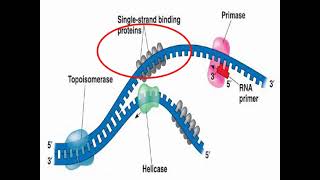 Enzymes of DNA Replication and Synthesis [upl. by Leiva]