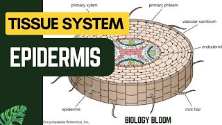 Epidermis  Plant Tissue System  Biology Bloom [upl. by Aneej198]