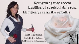 Come riconoscere ed eliminare i succhioni delle rose [upl. by Lira603]