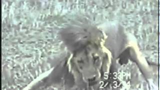 Lion with canine distemper has seizure [upl. by Meeker]