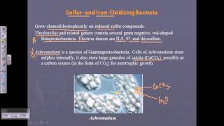 Bergeys Manual Vol 2 sulfur and iron oxidizing bacteria [upl. by Mcmullan]