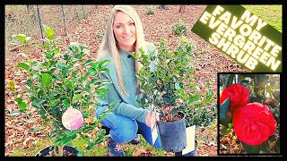 How To Grow Camellias  Camellia Japonica vs Sasanqua [upl. by Natan449]