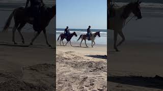 Horseback Riding On Playa Los Cerritos Baja California Sur [upl. by Marcell]