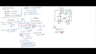 Pancreatic Hormones Insulin Glucagon Somatostatin [upl. by Anerbes]