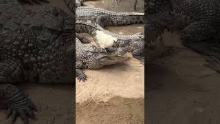 This Chick is Smart avoiding Crocodile Bite [upl. by Sup369]