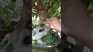 FICUS MICROCARPA bonsai inspirasibonsai tree [upl. by Ahsekahs]