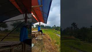 NYI ITEUNG KABAYAN 😅 shortsvideo nature alam backgroundmusic [upl. by Ojeitak]