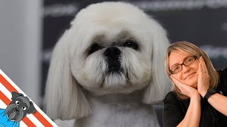 Grooming dog  Most people think it is shih tzu But its a mistake [upl. by Anytsyrk]