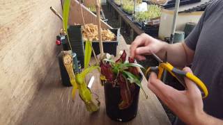 The Ultimate Nepenthes Cutting Guide [upl. by Melton535]