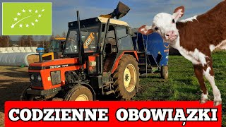 CODZIENNE OBOWIĄZKI przy hodowli bydła mięsnego w gospodarstwie ekologicznym [upl. by Arbas910]