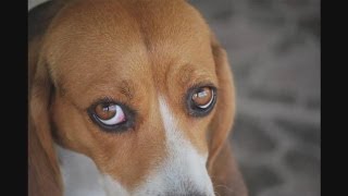 How To Recognize Dog Eye Infections [upl. by Ramoj]