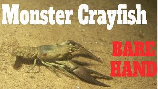 How To Catch Crayfish With Hands Catching Crawfish With Bare Hands Crayfishing Bare Handed  SFSC [upl. by Viole153]