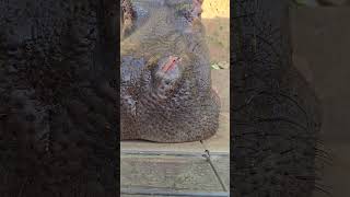 Hungry Hungry 🦛 Hippo 🤦‍♂️😲👍😉 deyoungfamilyzoo hippo animal wallace mi shorts [upl. by Brentt]