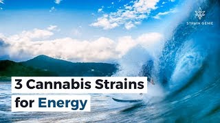 3 Cannabis Strains for Energy [upl. by Mezoff928]