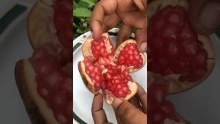 🍑Red pomegranate🍑 harvesting homegarden fruitcutting harvesting yshorts srilanka gardening [upl. by Notyal962]