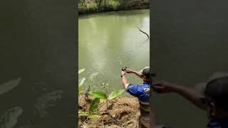 How to catch barramundi in Lakefield National Park [upl. by Eibrab]