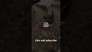 Rainy Day Gator Trout on Swimbaits and lizardfish on Microjigs fishingequipment fish saltwater [upl. by Acinonrev225]