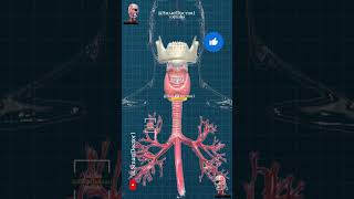 Thyroid amp parathyroid gland 🔥⚡ [upl. by Atidnan]