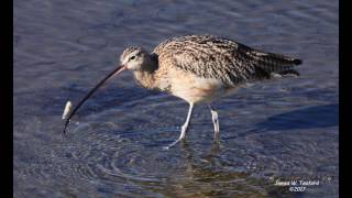 Curlews Clams and Calcium [upl. by Eelarbed]