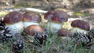 Boletus pinicola 2022 Boletus pinophilus Pine Bolete [upl. by Dorcas]