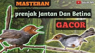 SUARA PRENJAK Jantan Dan Betina Gacorrr   Cocok Untuk Masteran Dan pikatan [upl. by Catha]