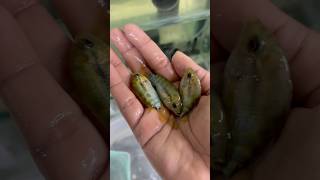 Best 🔥cichlid fish on My hand🐠fish freshwaterfish shorts trending viralvideo [upl. by Eneri]