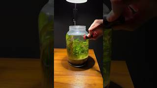 Miniature aquarium ecosystem in a jar [upl. by Dich456]