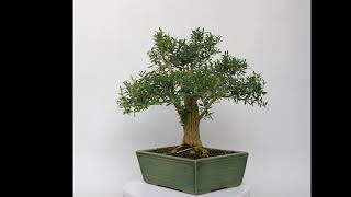 BONSAI DE BUXUS HARLANDI 14669 [upl. by Barren]