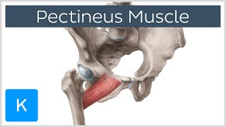 Pectineus Muscle  Origin Insertion Function amp Innervation  Anatomy  Kenhub [upl. by Sarazen7]