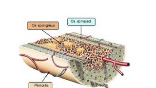 HISTOLOGIE Tissu osseux [upl. by Eelirrem397]