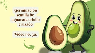 4 pasos  para realizar la germinación de la semilla de aguacate criollo cruzado [upl. by Ethbun686]