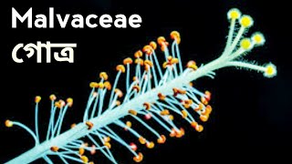 Malvaceae গোত্রের শনাক্তকারী বৈশিষ্ট্য  Biology Experts Reveal Malvaceae Family Secrets [upl. by Scopp920]