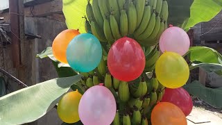 Asmr  fun foil balloonspop compilationbanana balloonsballoonasmrcolorfunviralsatisfying [upl. by Revell]