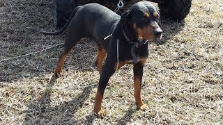 UKC Black amp Tan Coonhound  RUGER at River Styx Scent Hounds [upl. by Ynaffet]