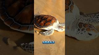 TreeClimbing 🐢Turtles🐢 facts shorts ytshort animals [upl. by Olney]