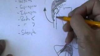 ANATOMIA 20 MUSCULOS DE MIEMBRO SUPERIOR Parte 1 [upl. by Noma]