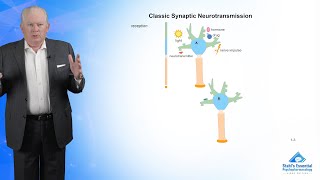 Classic Synaptic Neurotransmission [upl. by Cherlyn]