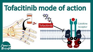 Tofacitinib  JAK Janus Kinase Pathway Inhibitor Tofacitinib  pharmacology mechanism of action [upl. by Lemaj]