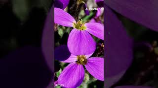 Aubrieta deltoidea ή Ωμπριέτα η δελτοειδής αγριοβιολέτα [upl. by Schertz392]