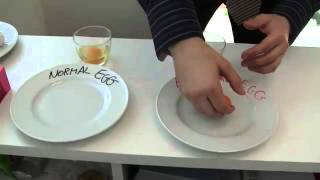 Astaxanthin Egg Experiment [upl. by Hploda]