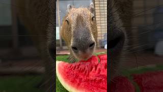 Capybara ASMR Savoring Juicy Red Watermelon 🍉 capybara cuteanimals watermelon [upl. by Kinsman785]