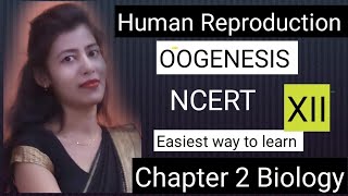 Oogenesis Human reproduction class 12 biology educationk6111 [upl. by Clair]