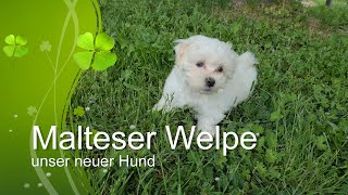 Unser neuer Hund ein Malteser Welpe [upl. by Hsu301]