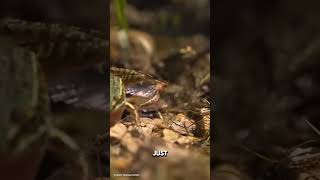 The Mayfly’s Shortest Lifespan viralfacts facts wildlife [upl. by Ronalda]