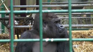 Kifu the Silverback Climbing Enclosure  Howletts Wild Animal Park Kent UK  2010 Gorilla [upl. by Etnahsa]