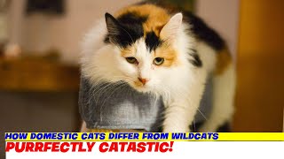 How Domestic Cats Differ from Wildcats [upl. by Oeflein58]