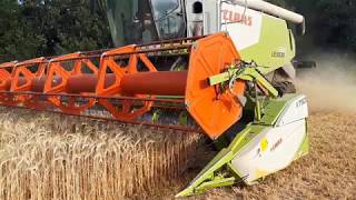 Triticale Dreschen  Claas Lexion 650  Claas  Krampe [upl. by Nauqes]