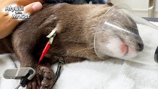 UI Underwent Tumor Removal Surgery Otter Life Day 895 [upl. by Dirk152]