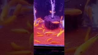 RAJAN AQUAFARM CICHLIDS KING MAKER TUTICORIN PH9486484789 WHATSAPP aquariumhobby [upl. by Lipscomb785]