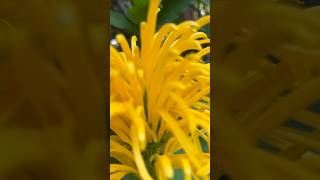 Jacobinia yellow flowers  Home Gardening  flowers gardening youtubeshorts [upl. by Eisak]